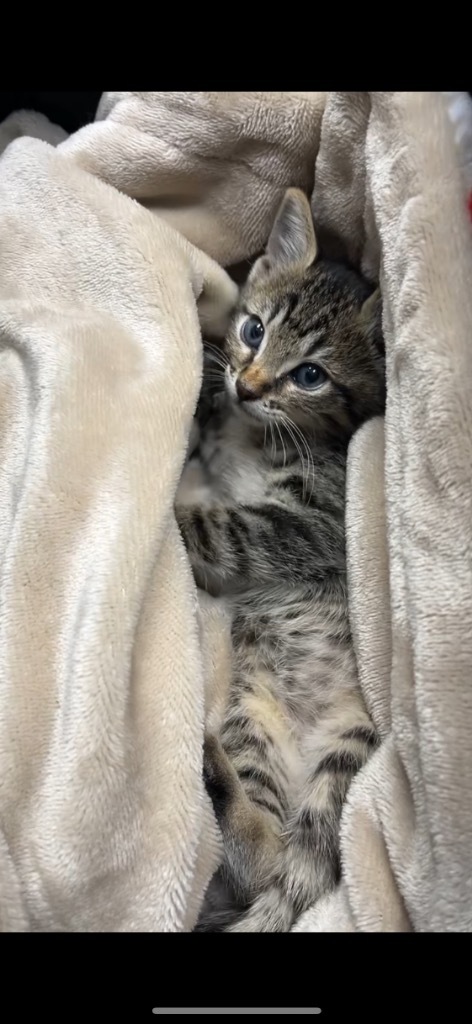 Maverick