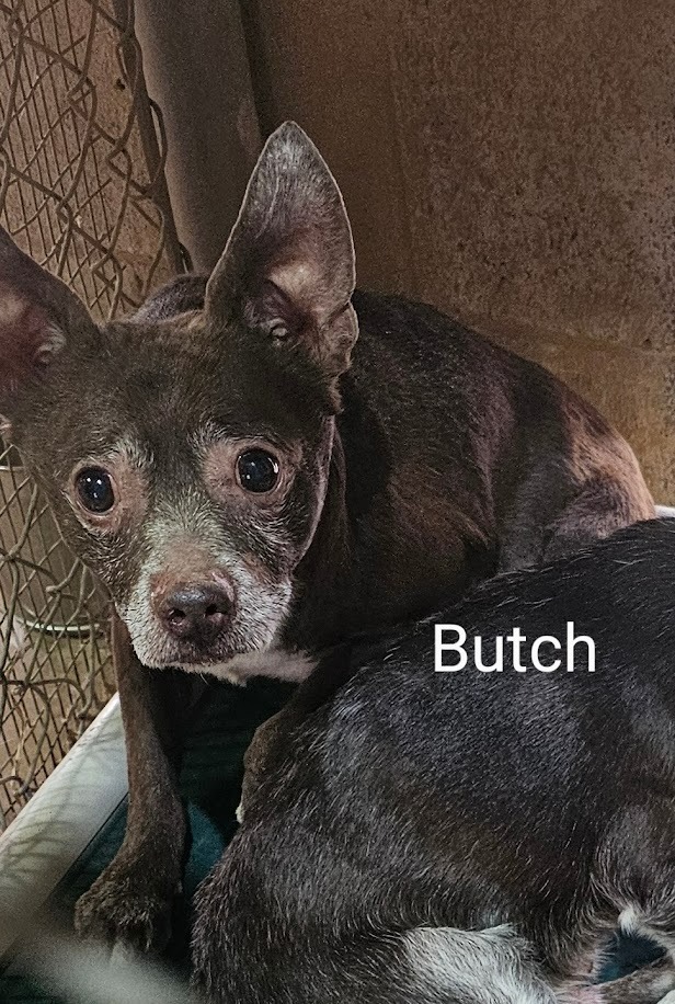 Butch