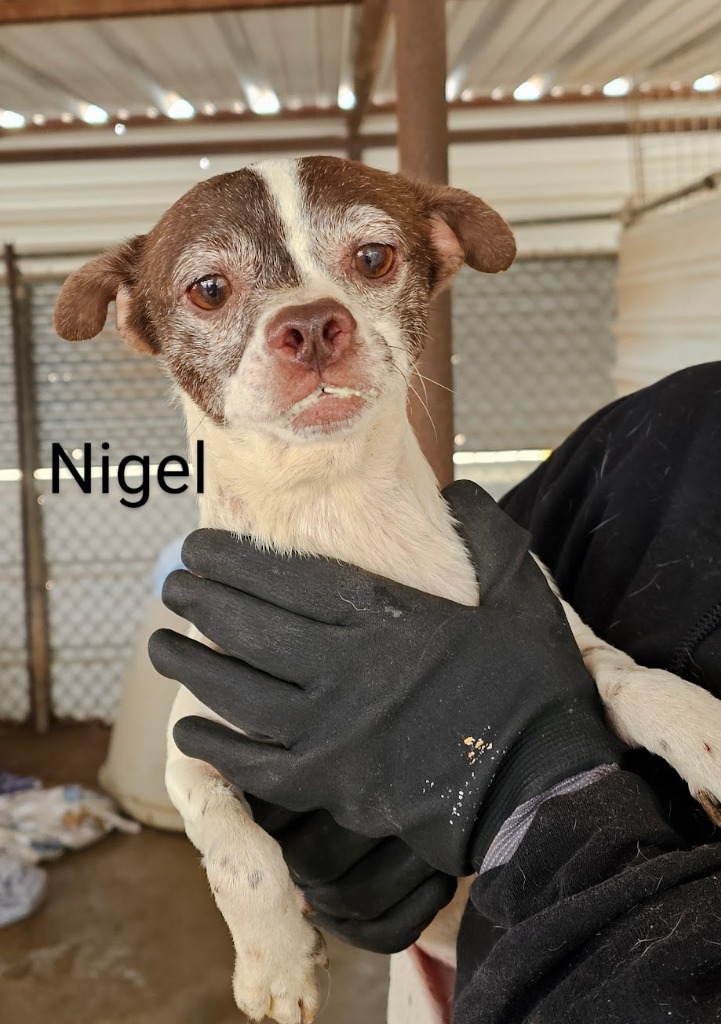Nigel