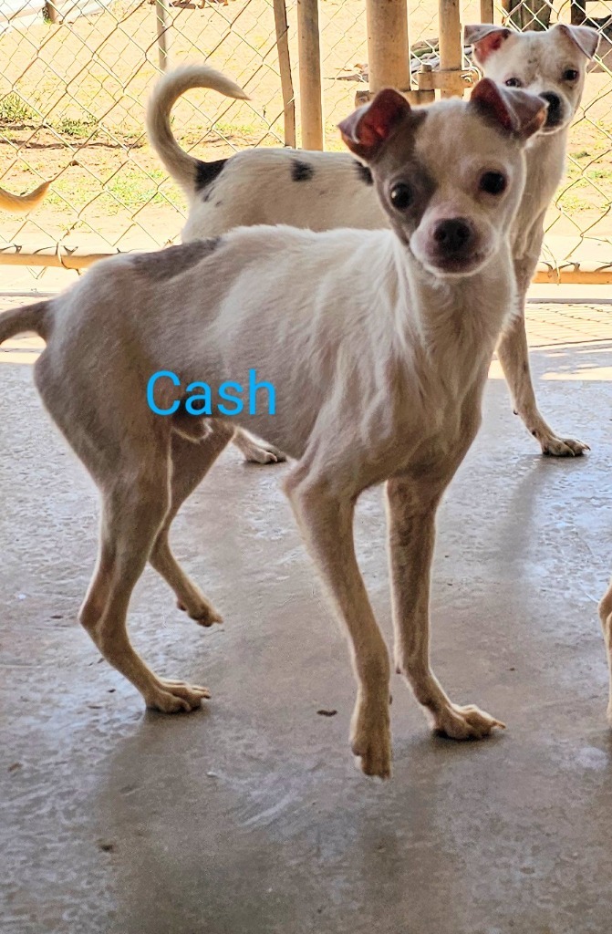Cash