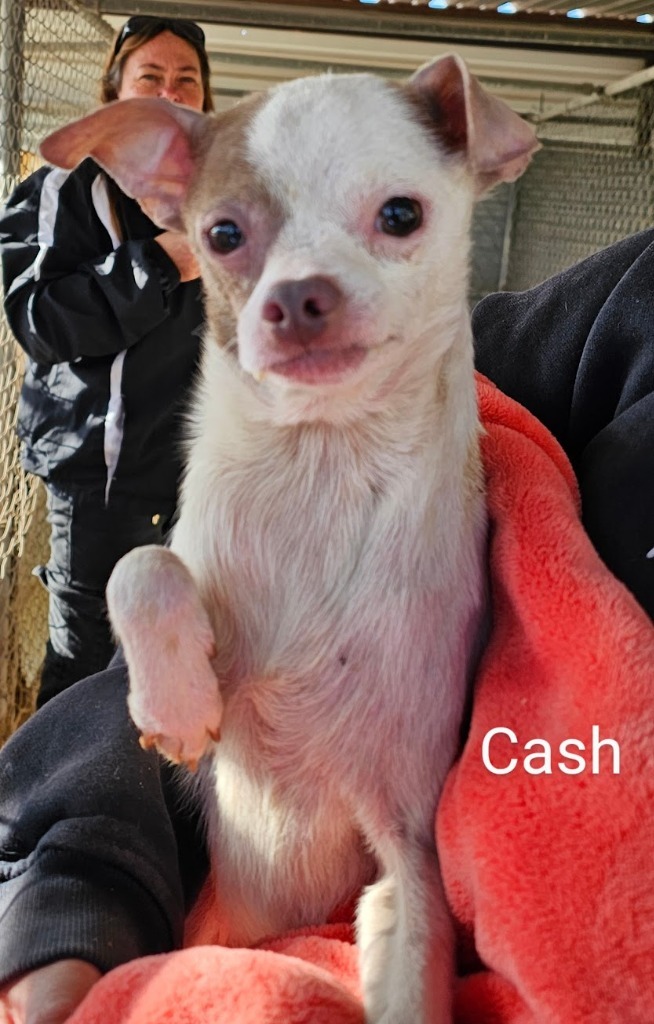 Cash
