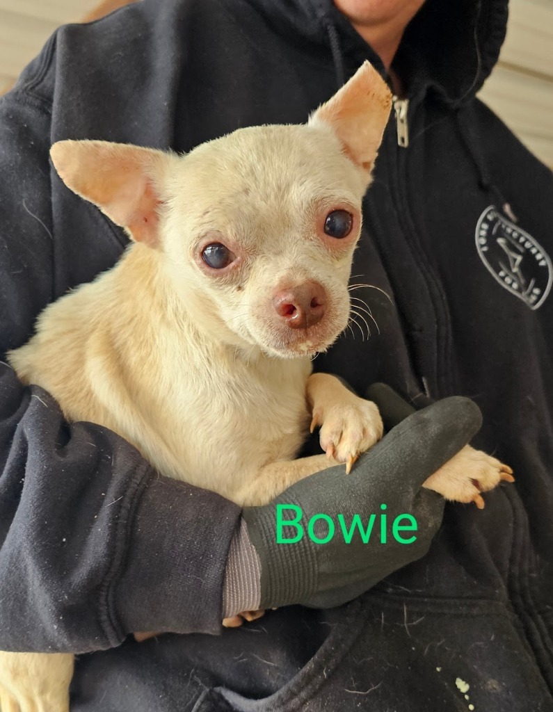 Bowie