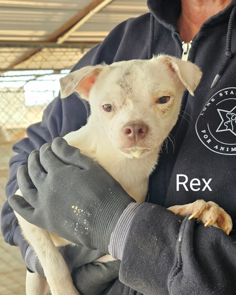 Rex
