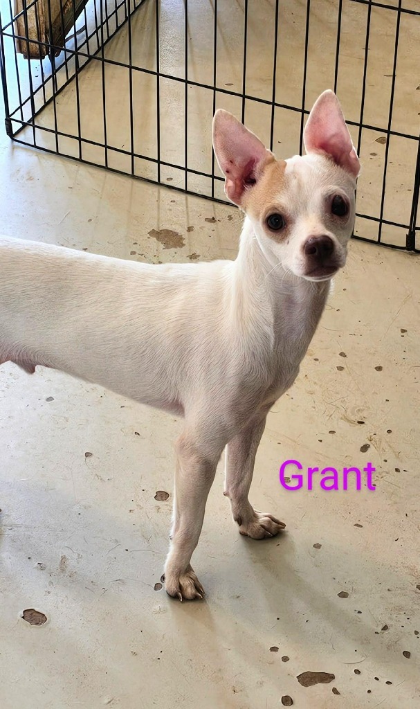Grant