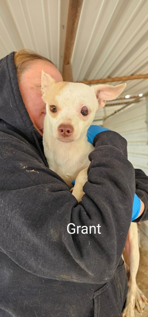 Grant