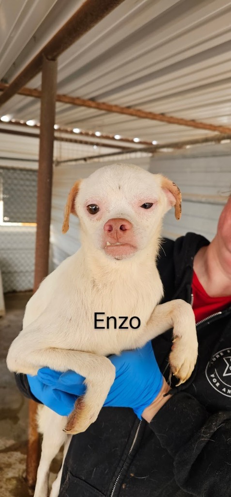 Enzo