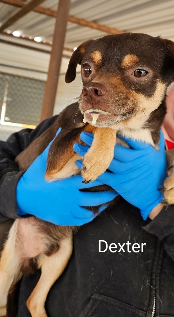 Dexter