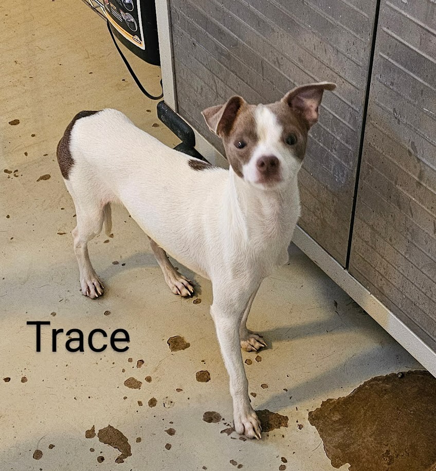Trace