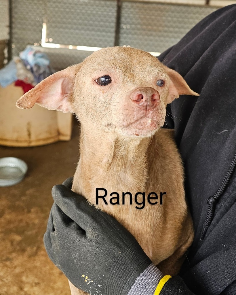 Ranger