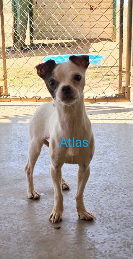 Atlas
