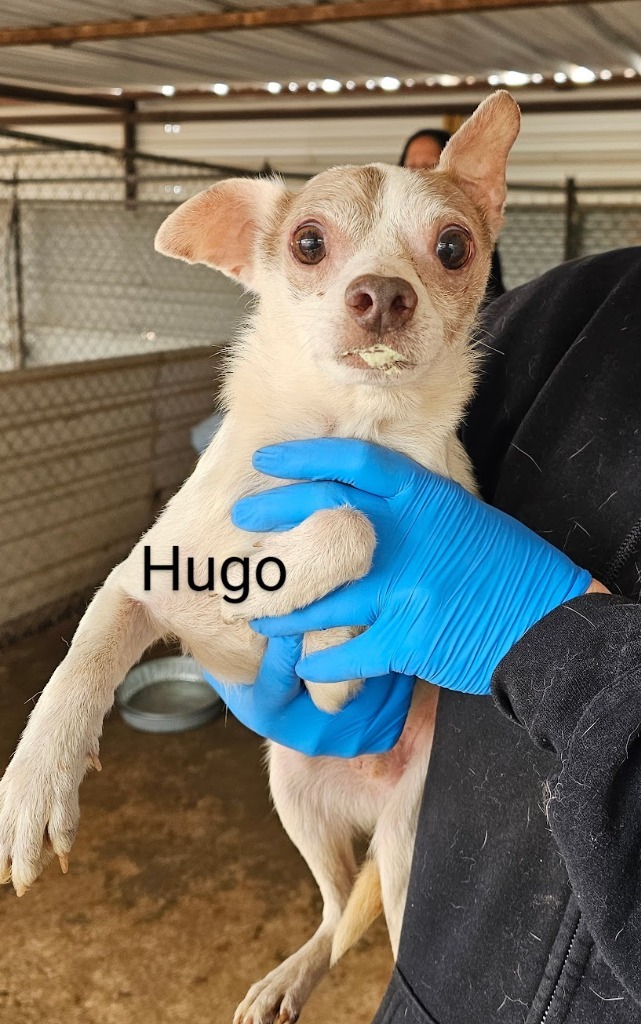 Hugo