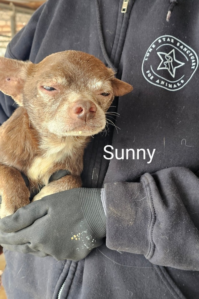 Sunny