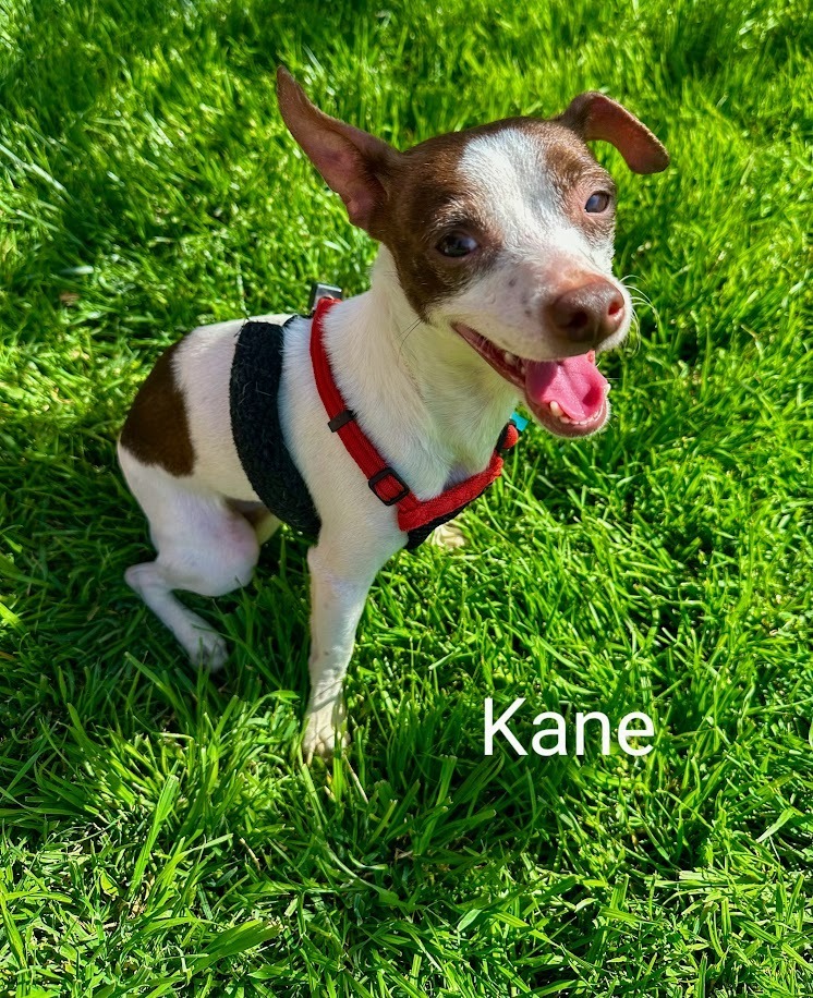 Kane