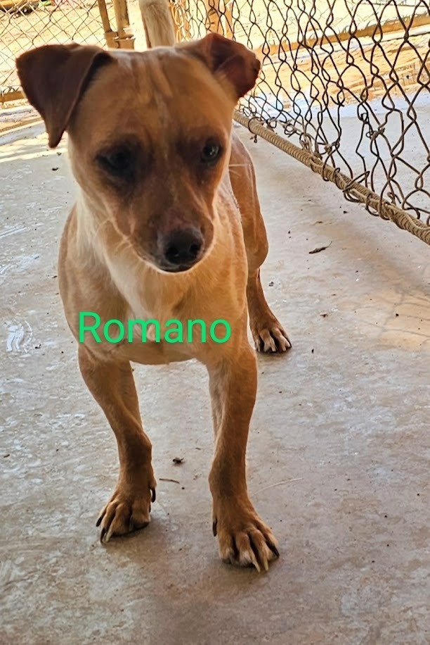 Romano