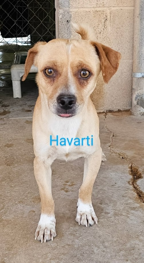 Havarti