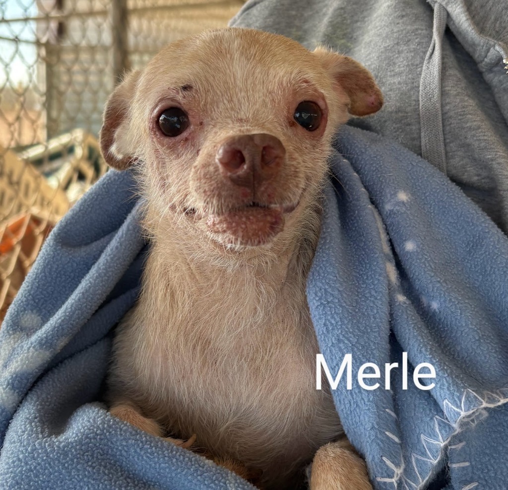 Merle