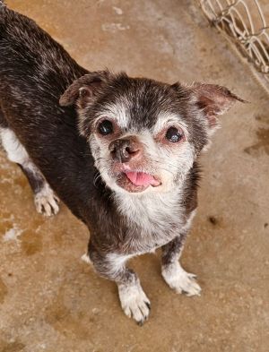 Cassidy, Senior Male Pug