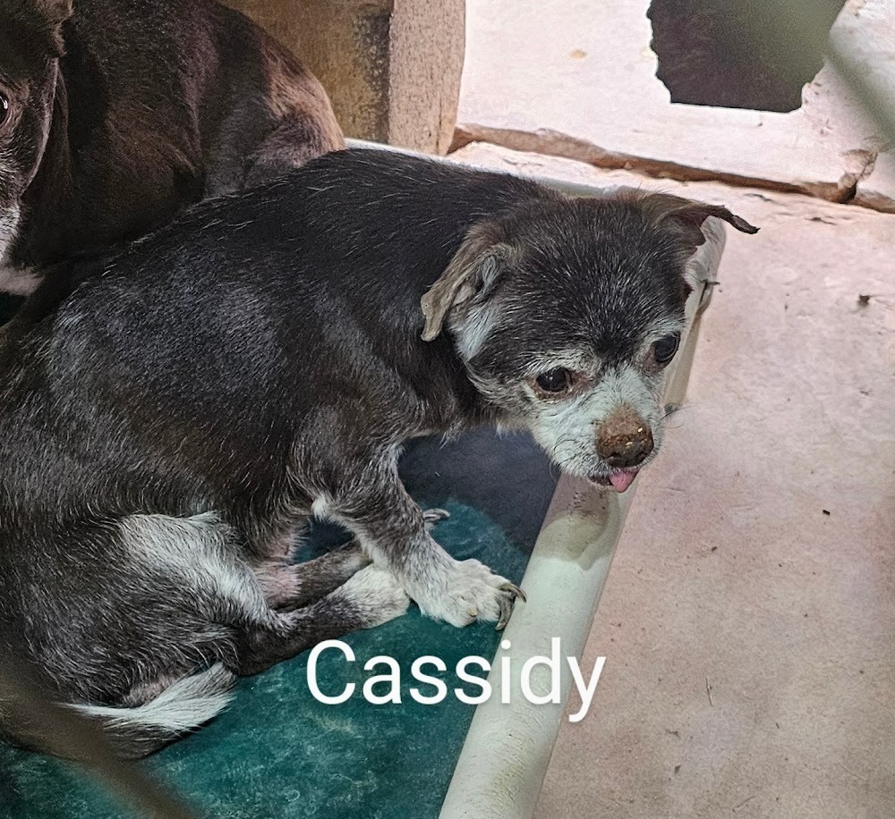 Cassidy