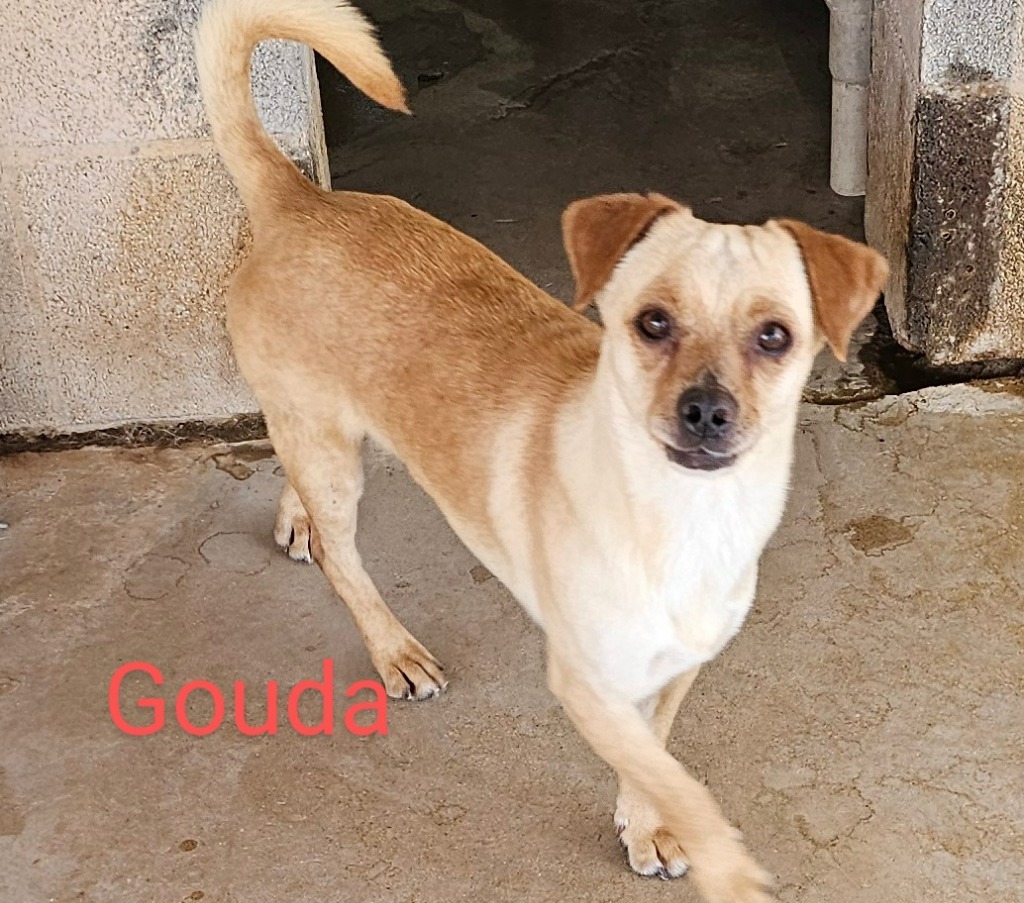 Gouda