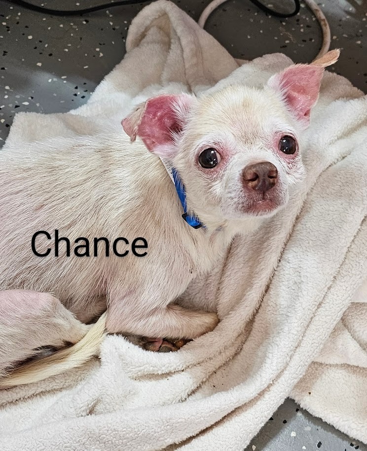 Chance