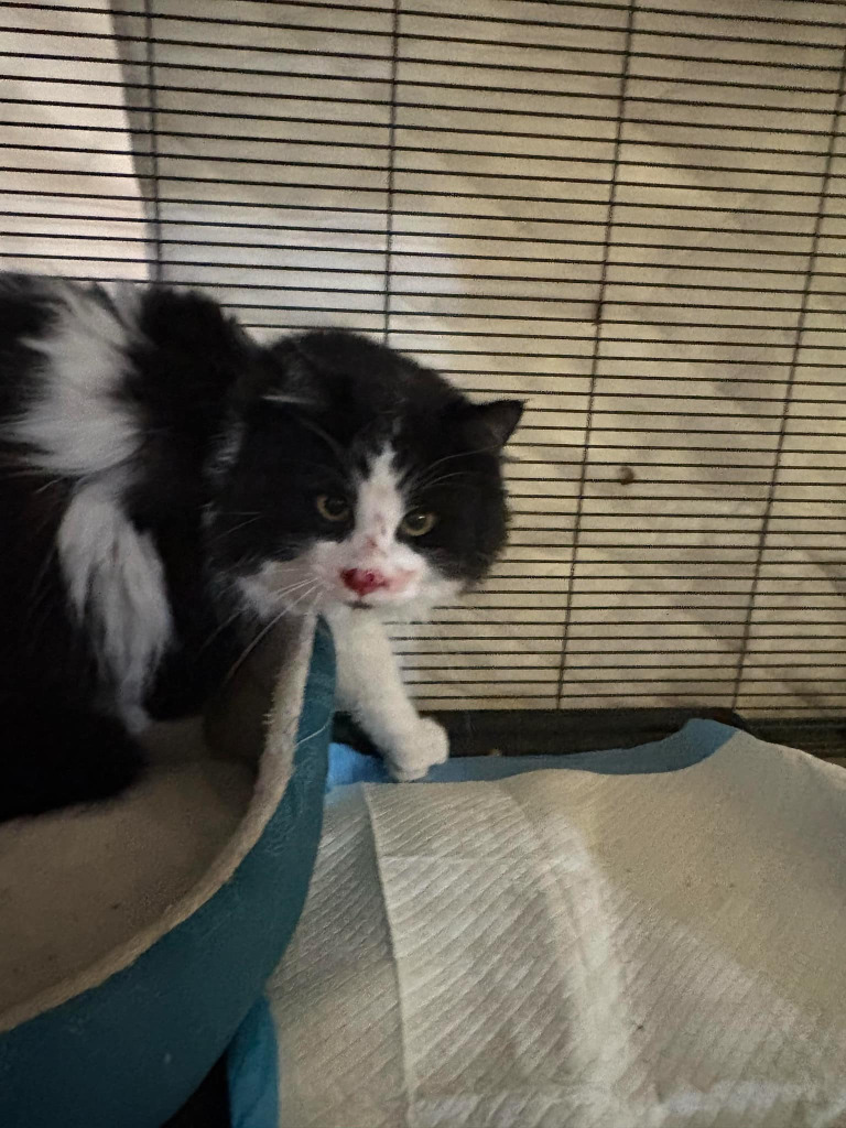 Pepe le Pew, an adoptable Domestic Long Hair in Calgary, AB, T3S 0C5 | Photo Image 1