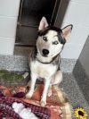 Yuki photo 2