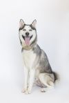 Yuki photo 4