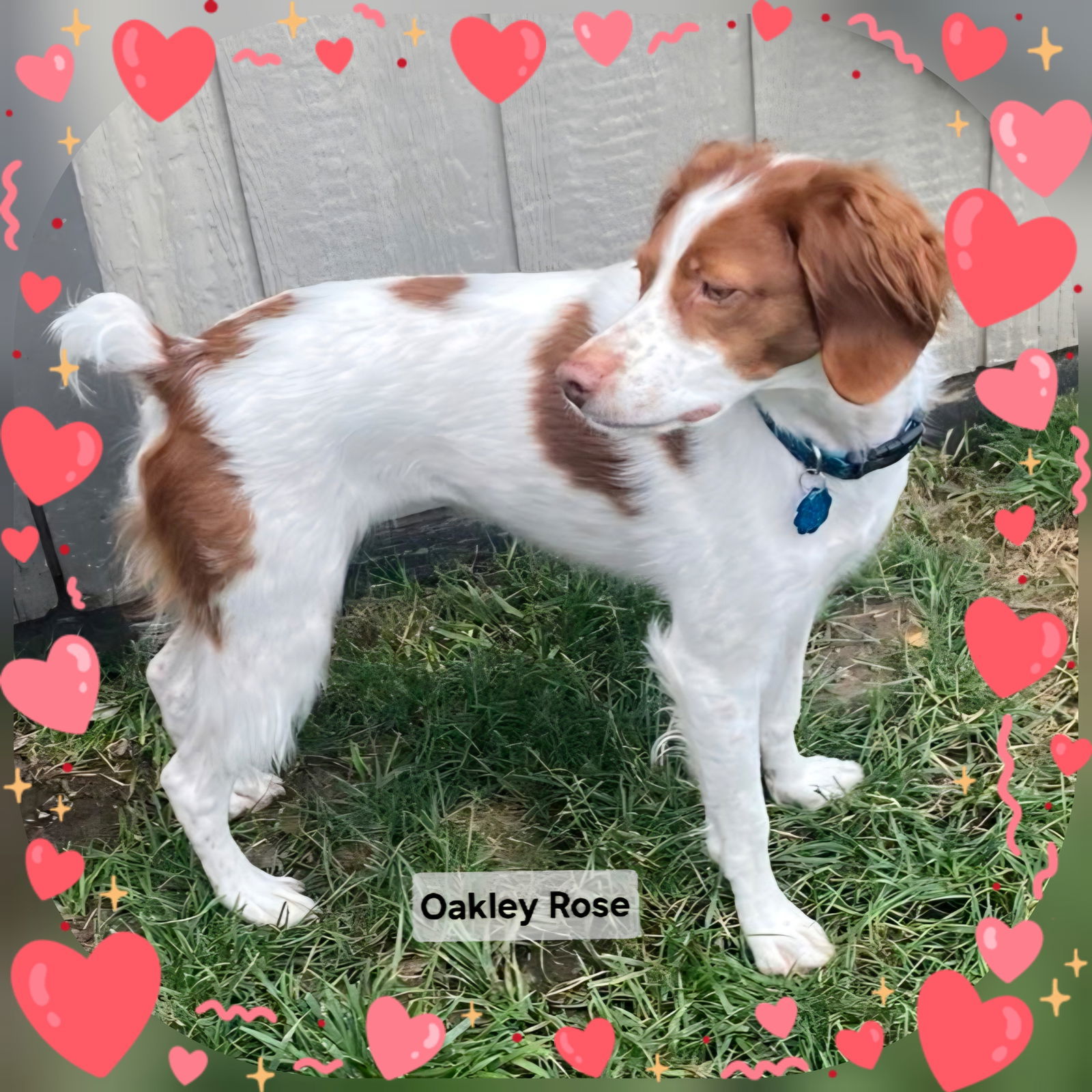 MO/Oakley Rose