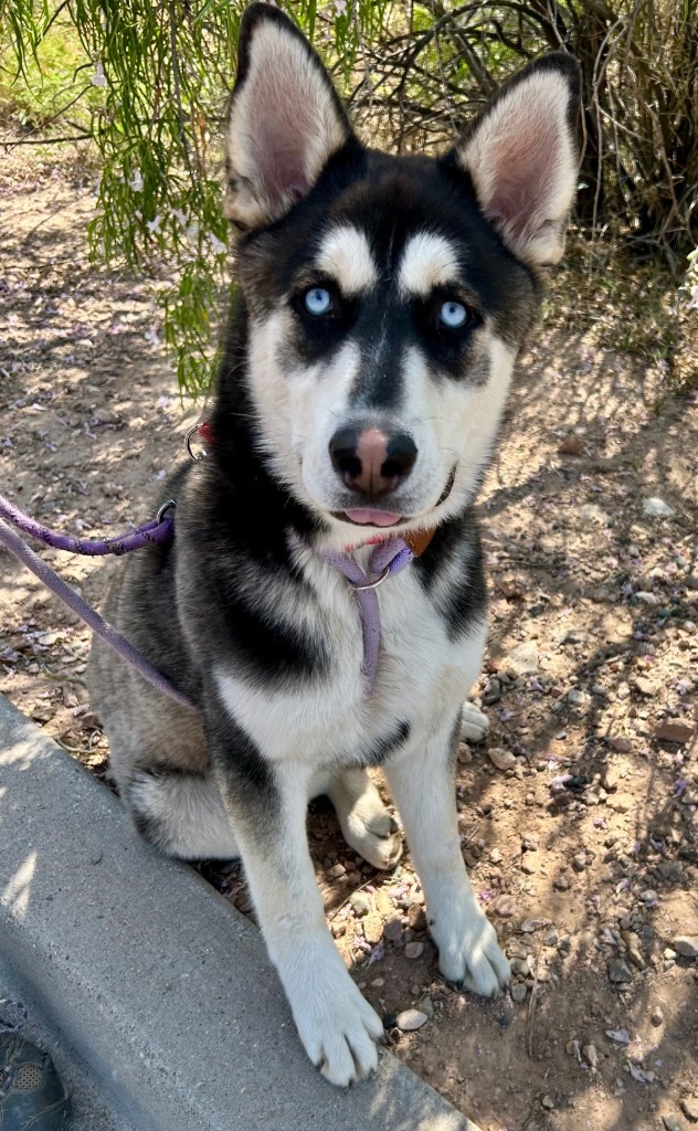 Buddy, an adoptable Husky in Cottonwood, AZ, 86326 | Photo Image 1