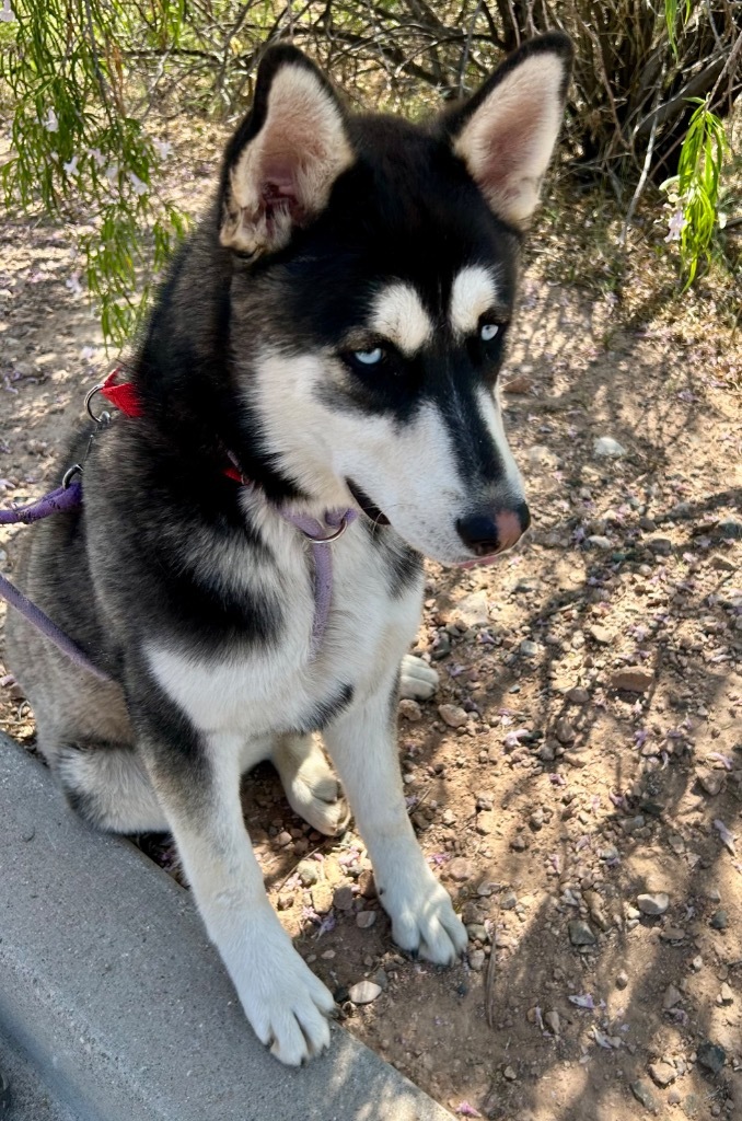 Buddy, an adoptable Husky in Cottonwood, AZ, 86326 | Photo Image 2