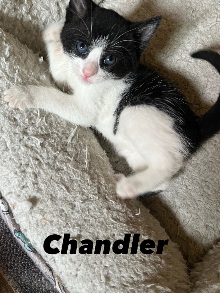 Chandler