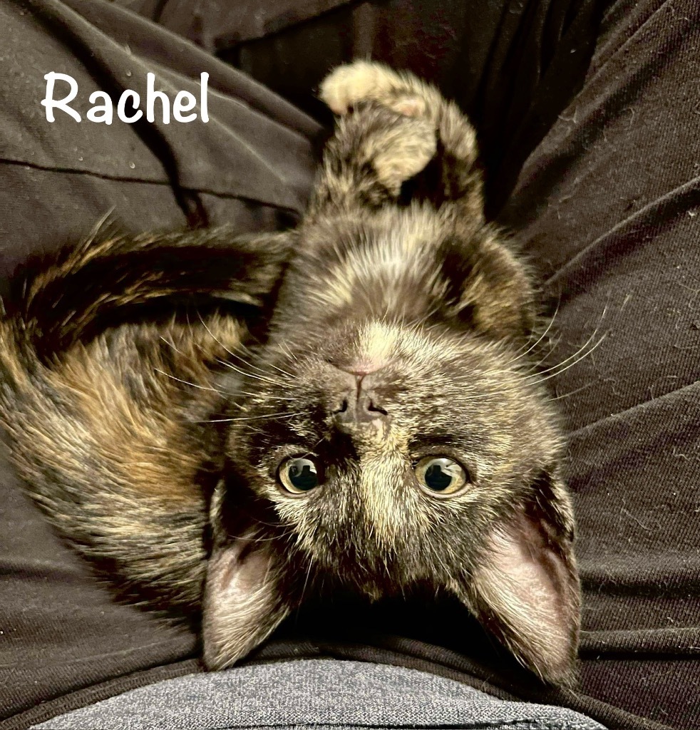 Rachel