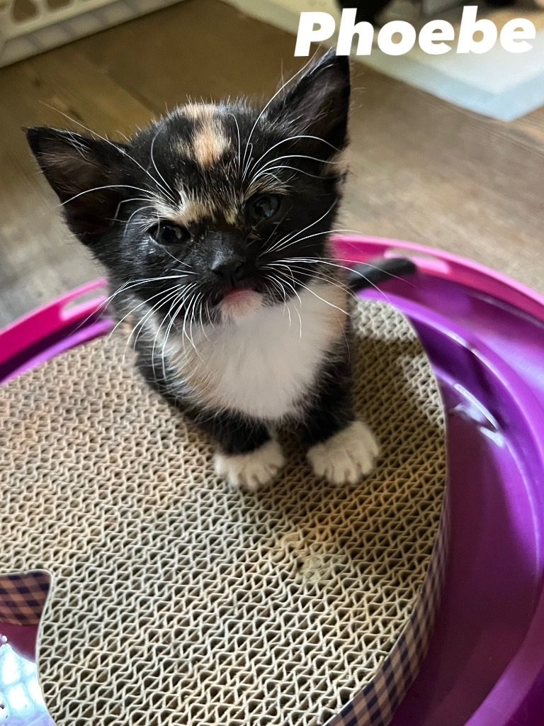Phoebe