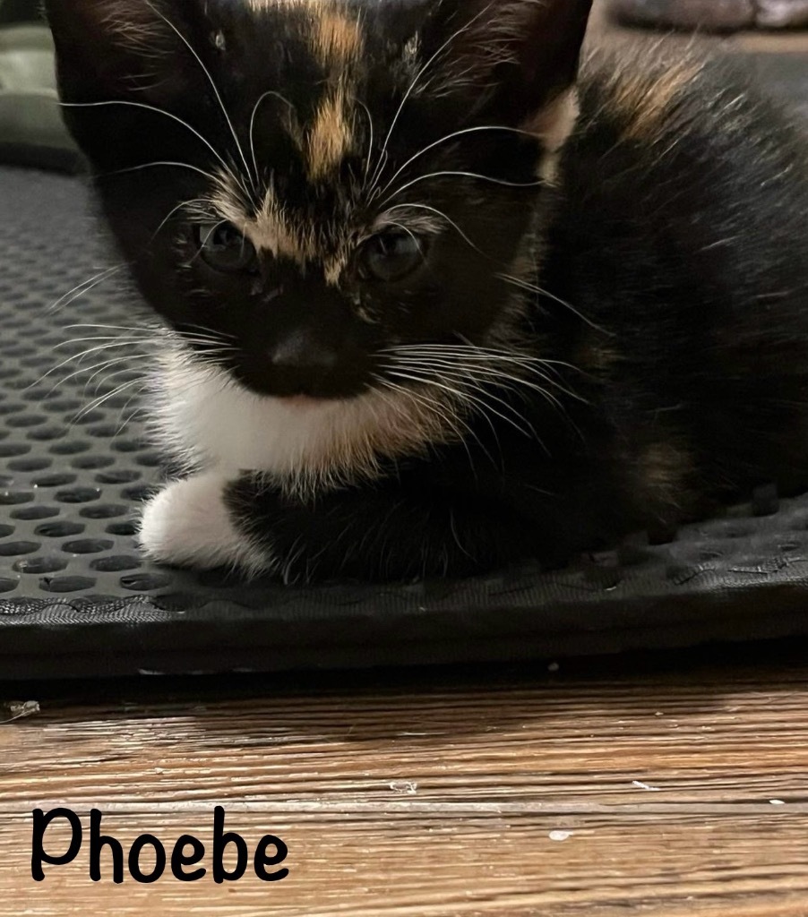 Phoebe