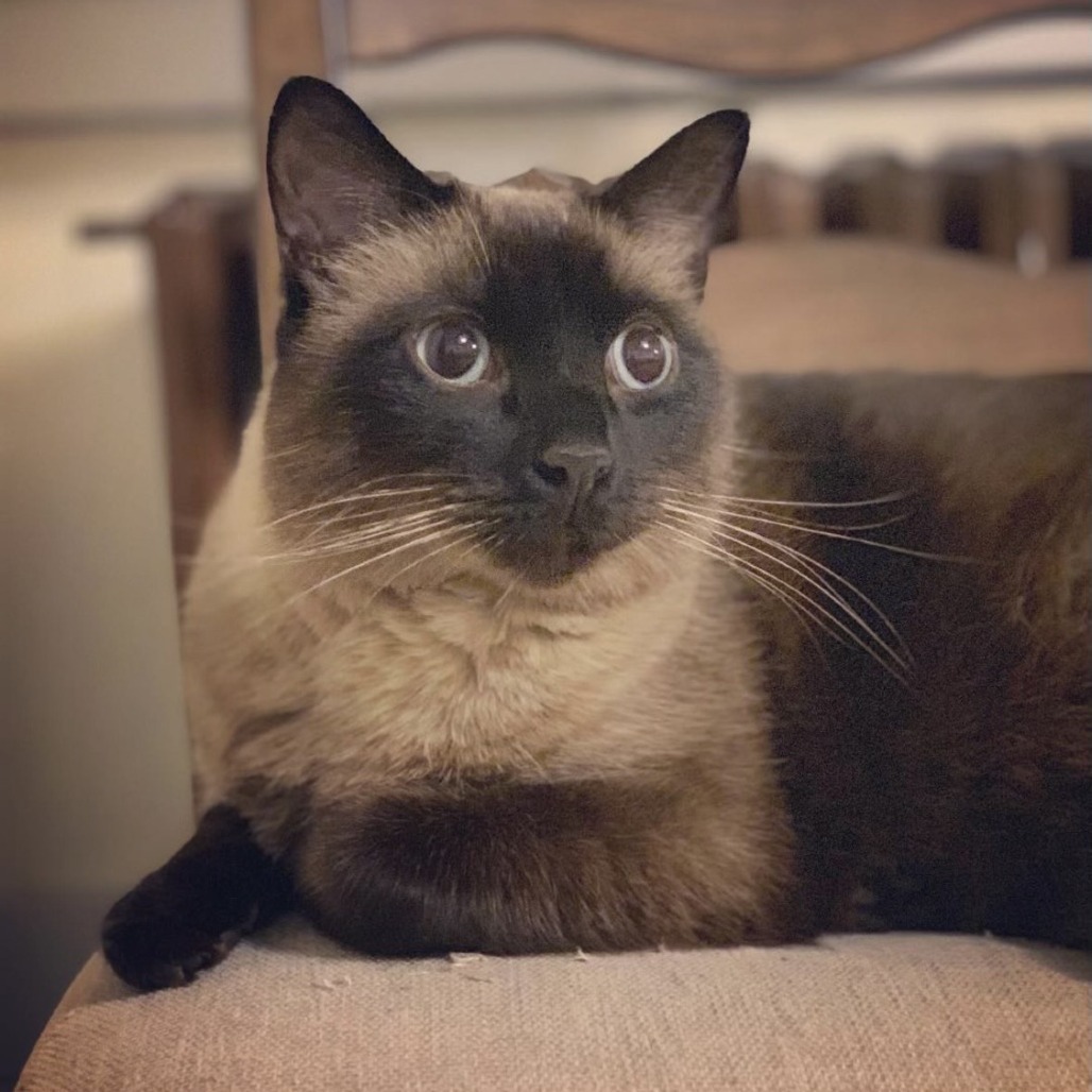 Caesar