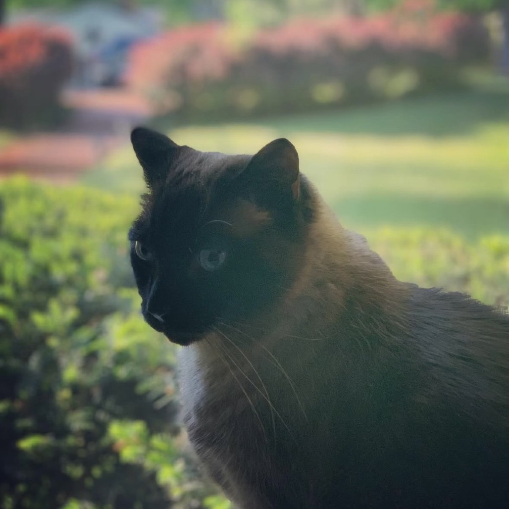 Caesar