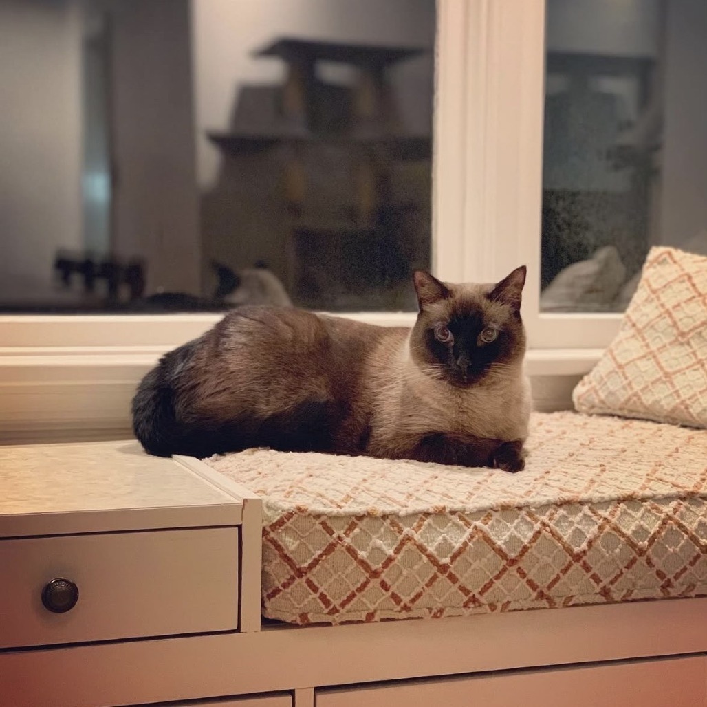 Caesar