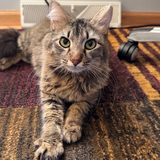 Finn