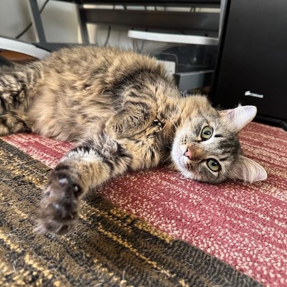 Finn