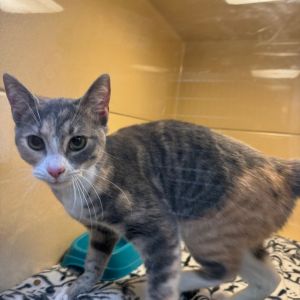 Penelope, Young Female Domestic Short Hair