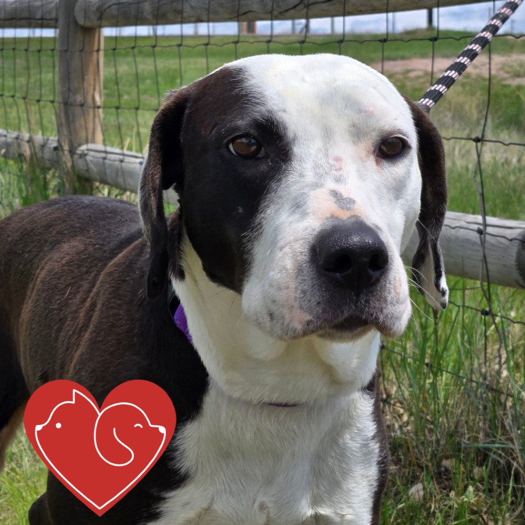Panda, an adoptable Labrador Retriever, English Pointer in Cheyenne, WY, 82007 | Photo Image 1