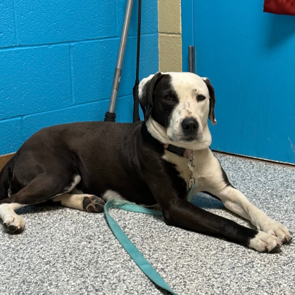 Panda, an adoptable Labrador Retriever, English Pointer in Cheyenne, WY, 82007 | Photo Image 2