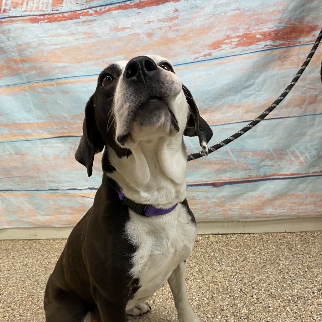 Panda, an adoptable Labrador Retriever, English Pointer in Cheyenne, WY, 82007 | Photo Image 3