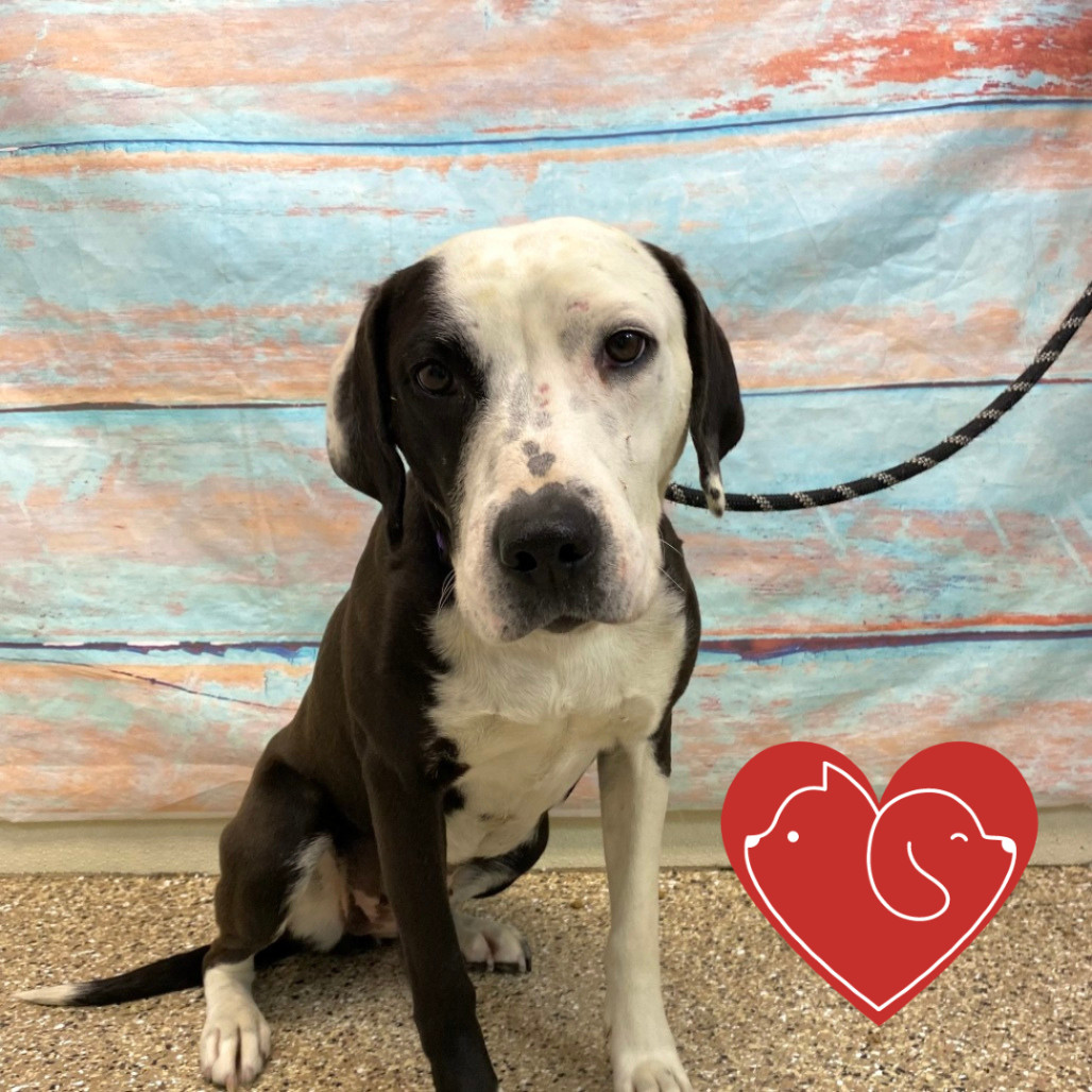 Panda, an adoptable Labrador Retriever, English Pointer in Cheyenne, WY, 82007 | Photo Image 4