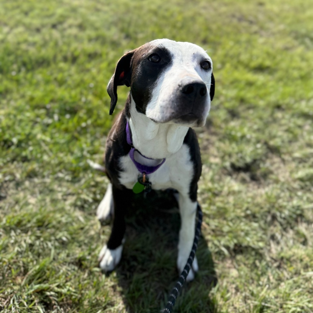 Panda, an adoptable Labrador Retriever, English Pointer in Cheyenne, WY, 82007 | Photo Image 5