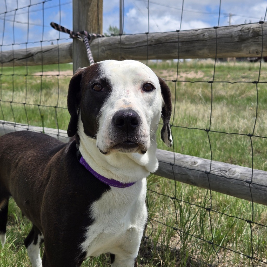 Panda, an adoptable Labrador Retriever, English Pointer in Cheyenne, WY, 82007 | Photo Image 6