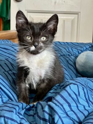 Tenor, Baby Male Tuxedo