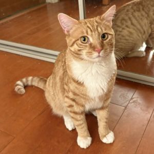 Larry, Young Male Domestic Short Hair