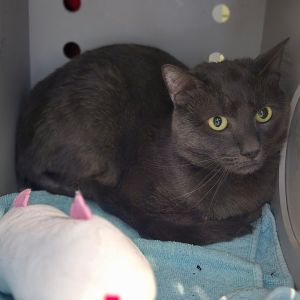Aries, Adult Male Domestic Short Hair