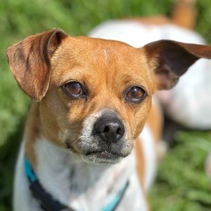 Hi there My name is Star and Im at the Santa Maria Campus Im a 3 year old female TerrierChihu
